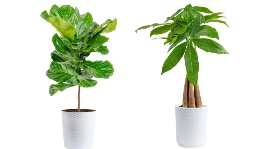 home depot plants tall