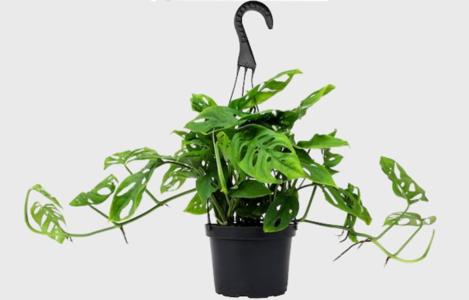 monstera plant