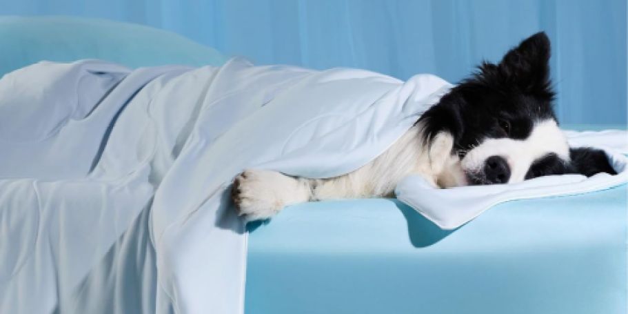 Last Chance: Dog Cooling Blanket Only $11.99 Shipped for Amazon Prime Members