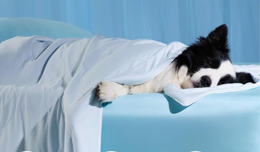 Last Chance: Dog Cooling Blanket Only $11.99 Shipped for Amazon Prime Members