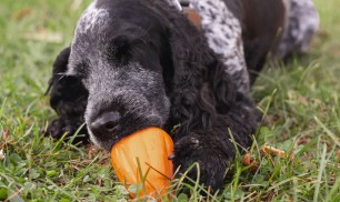 Chew King Treat Toy Only $3 on Amazon (Reg. $11) – Keep Your Pup Busy!