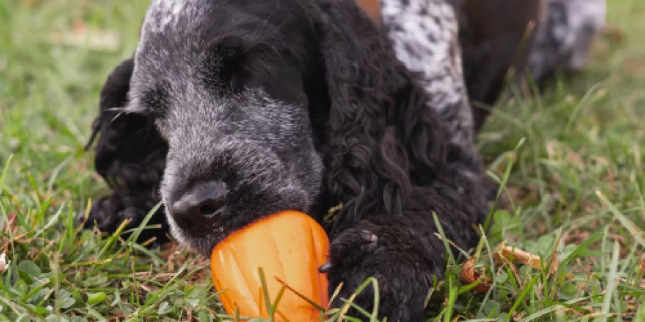 Chew King Treat Toy Only $3 on Amazon (Reg. $11) – Keep Your Pup Busy!