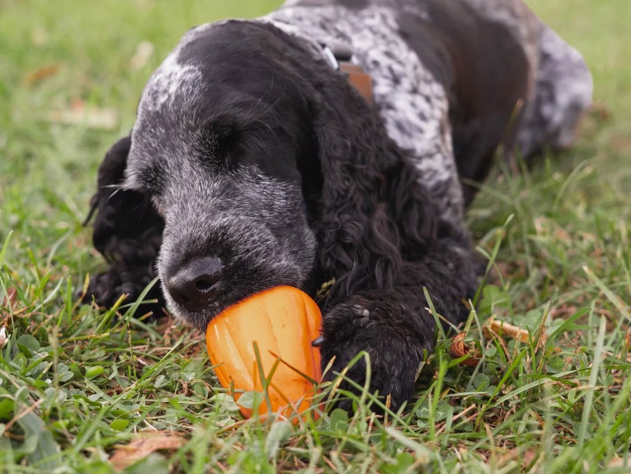 Chew King Treat Toy Only $3 on Amazon (Reg. $11) – Keep Your Pup Busy!