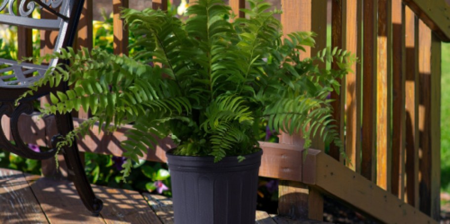 Today ONLY: Up to 40% Off Costa Farms Plants + Free Shipping on Lowes.com