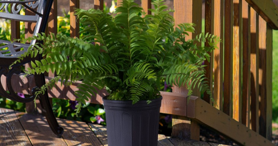 اليوم فقط: خصم يصل إلى 40% على مصانع Costa Farms + شحن مجاني على موقع Lowes.com اليوم فقط: خصم يصل إلى 40% على مصانع Costa Farms + شحن مجاني على موقع Lowes.com