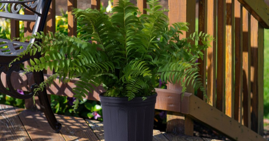 A lush green fern in a dark plastic pot sitting on a wooden deck next to a black metal bench.