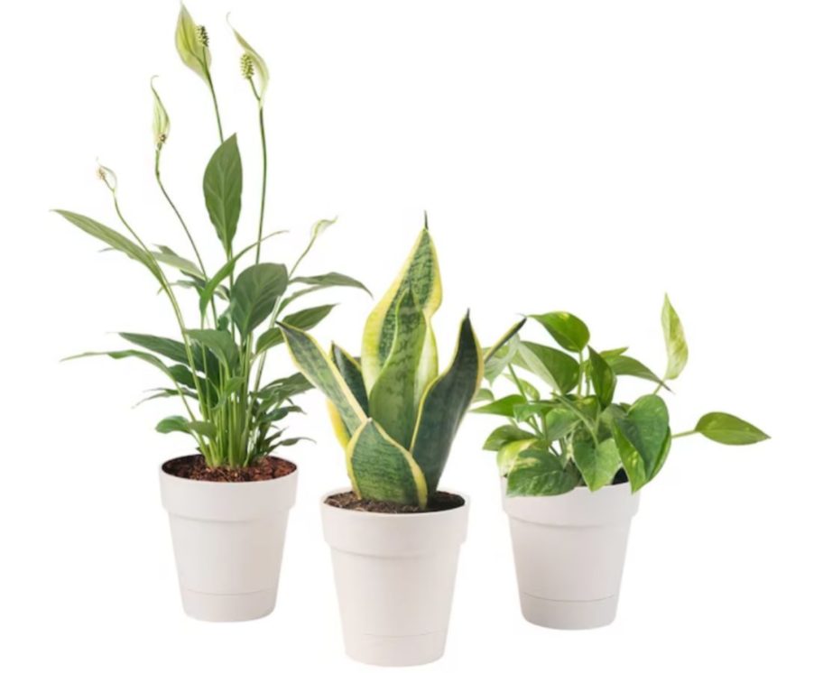 Stock images of 3 Costa Farms Exostic Angels Clean Air Plants