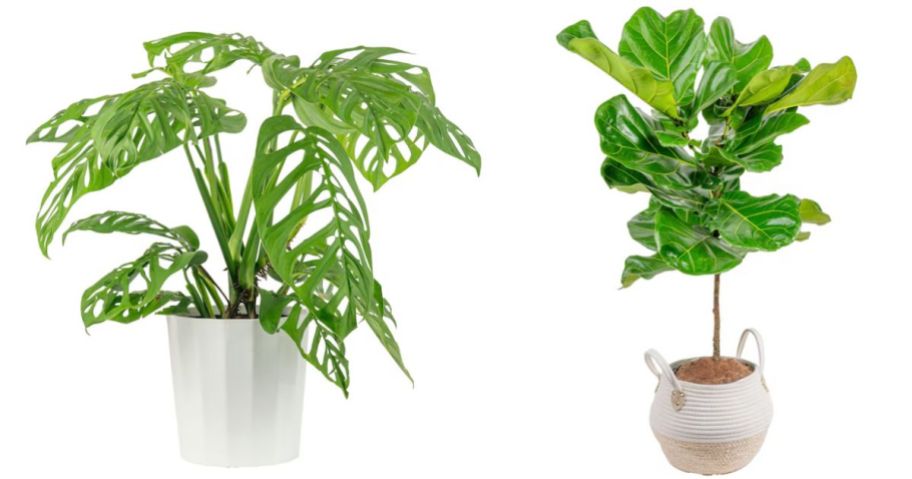 Stock images of Costa Farms Monstera and Fiddle Leaf Fig Plants