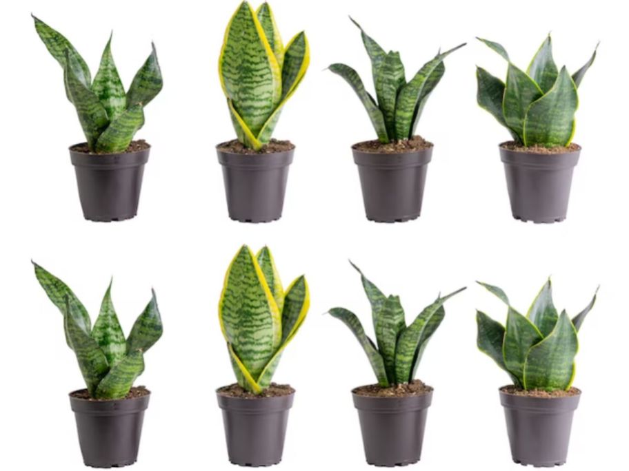 Stock images of 8 Snake Plants