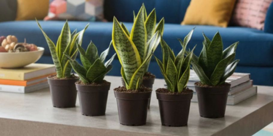 Today ONLY: Up to 50% Off Costa Farms Plants on Lowes.com + Free Shipping