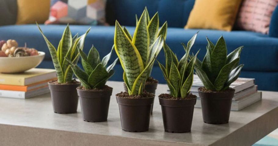 Today ONLY: Up to 50% Off Costa Farms Plants on Lowes.com + Free Shipping