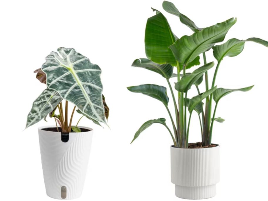 Costa Farms Elephant Ear and Birds of Paradise Plants