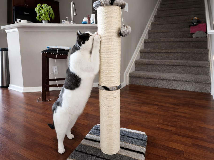 cat standing and scratching a scratching post