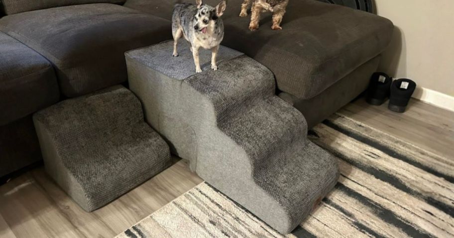 dog standing on Joydeco Dog Stairs next to couch