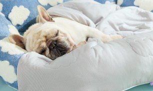 Dog Cooling Blanket Only $11.99 Shipped for Amazon Prime Members (Reg. $38)