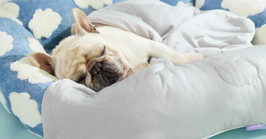 dog laying on a blue bed with a grey cooling blanket
