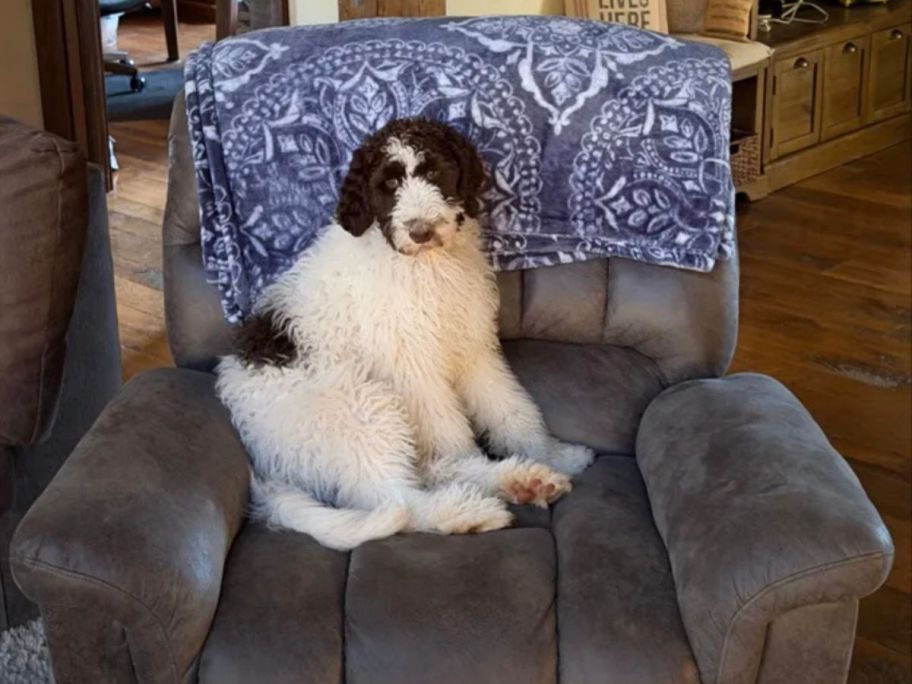 dog sitting in brown Latitude Run Extra Large Power Lift Recliner Chair w Soothing Heat & Massage