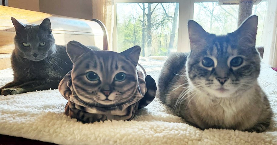 cat-shaped makeup bag near two cats laying down
