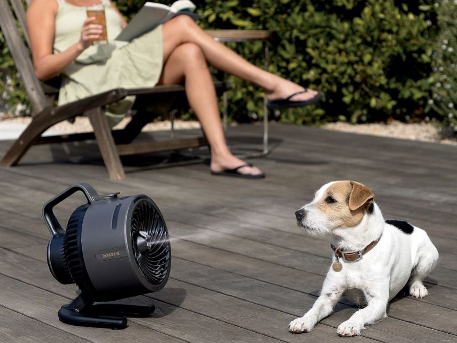 Dog on a deck being misted by a Shark FlexBreeze HydroGo Fan