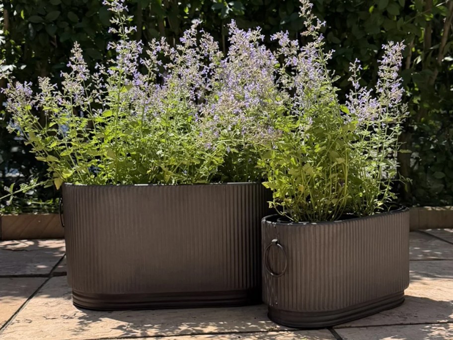 two brown planters with purple flowers 