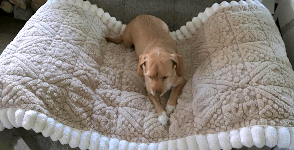 pet couch cover blanket 