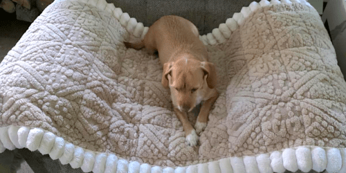 Pet Couch Cover from $13 on Amazon (Use on Sofas, Car Seats & More!)