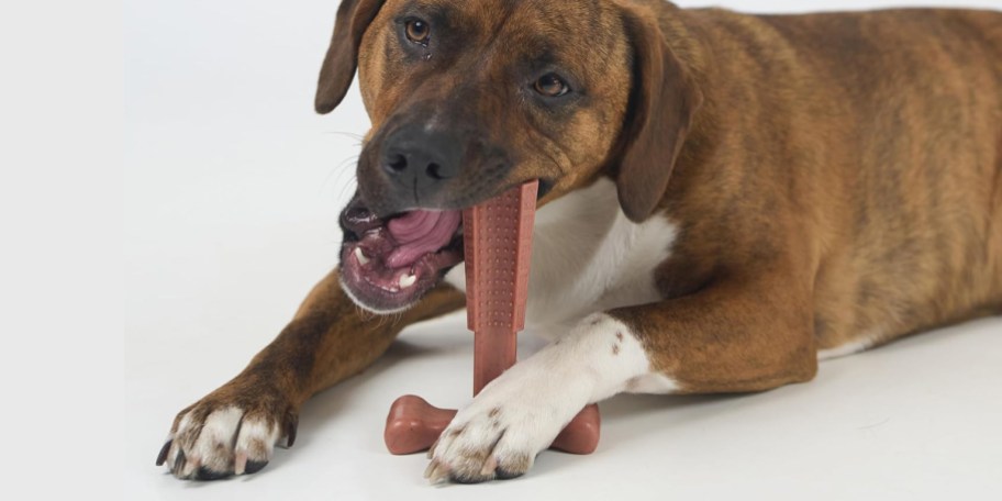 dog holding t bone toy