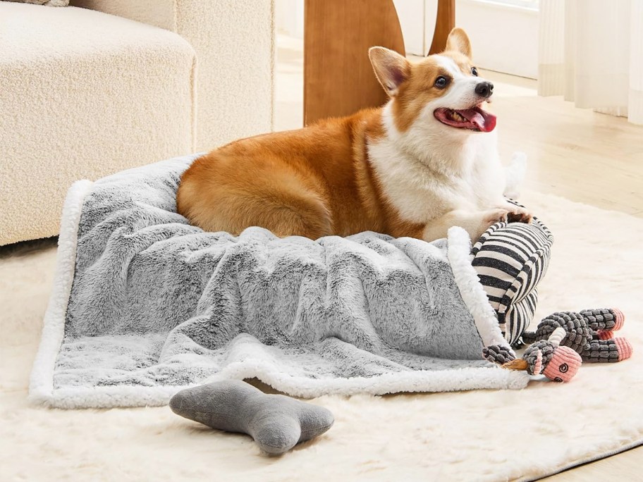 corgi laying on a bed with a grey sherpa blanket