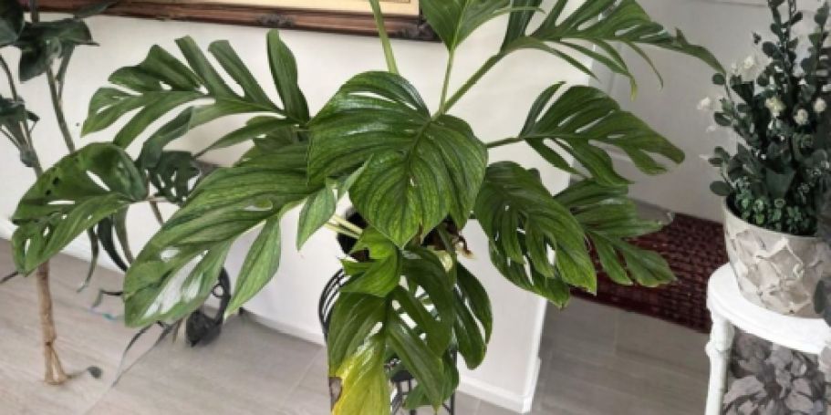 Up to 45% Off House Plants + Free Shipping on Lowes.com