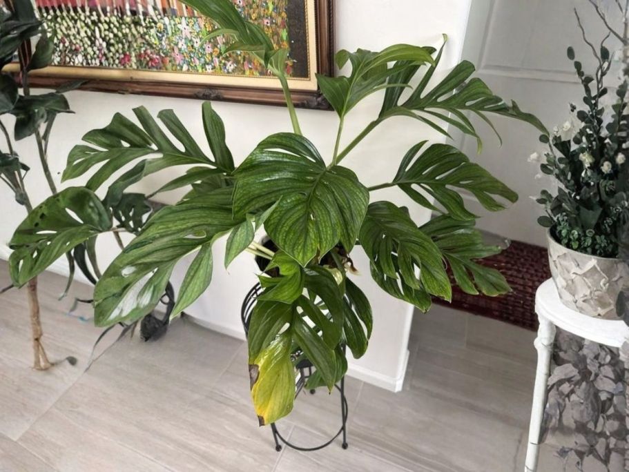 Up to 45% Off House Plants + Free Shipping on Lowes.com