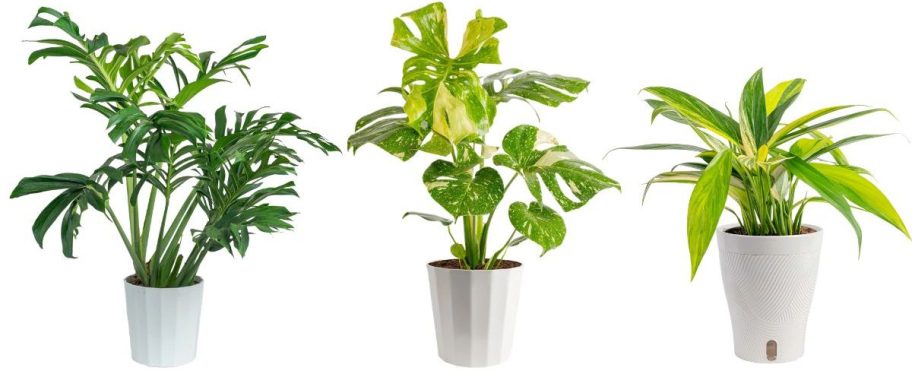 three Costa Farms Plants