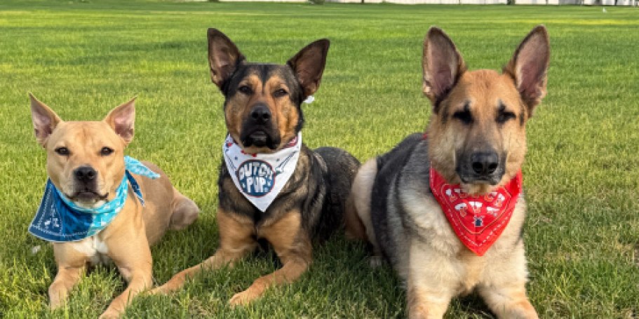 BEST National Dog Day Freebies | Pup Cups, Bandana & More