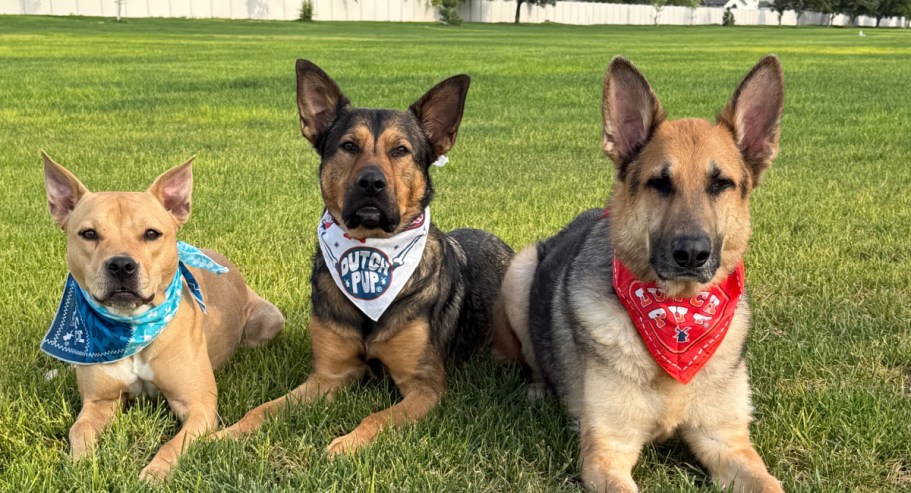 BEST National Dog Day Freebies | Pup Cups, Bandana & More
