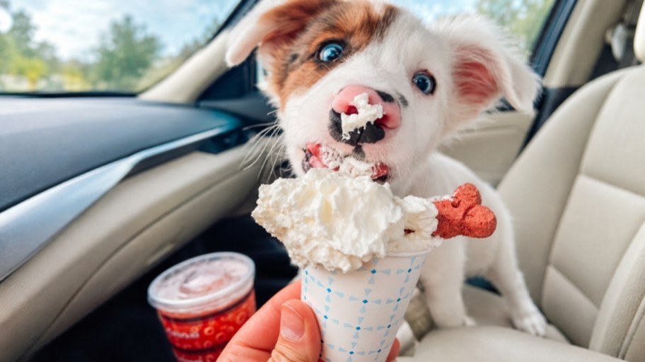 puppy enjoying pup cup from HTeaO