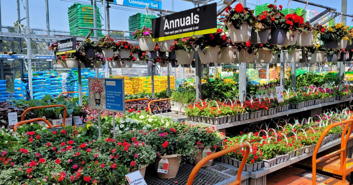 Annual flowers on display in Home Depot outside garden area