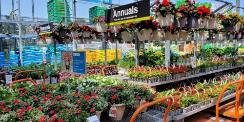 Home Depot Labor Day Sale is ON! Mulch, Plants, Tools & More From $2.50