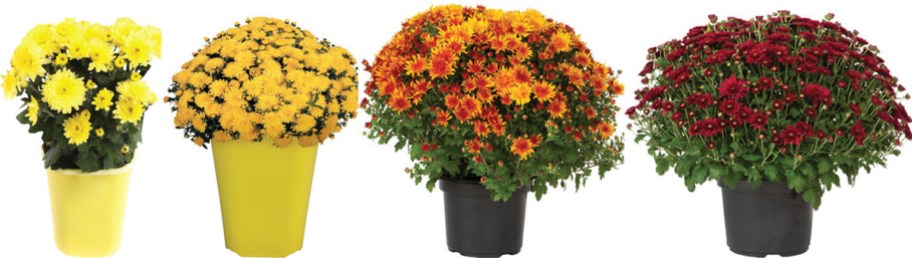 4 colorful mums flowers in a row