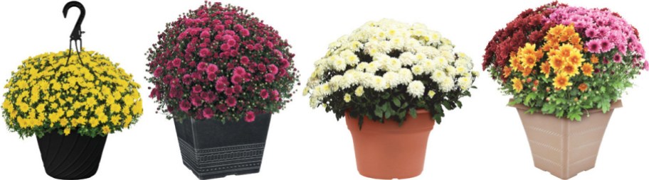 4 colorful mums flowers in a row