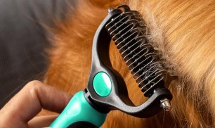 Dog Grooming Brushes from $7.99 on Amazon