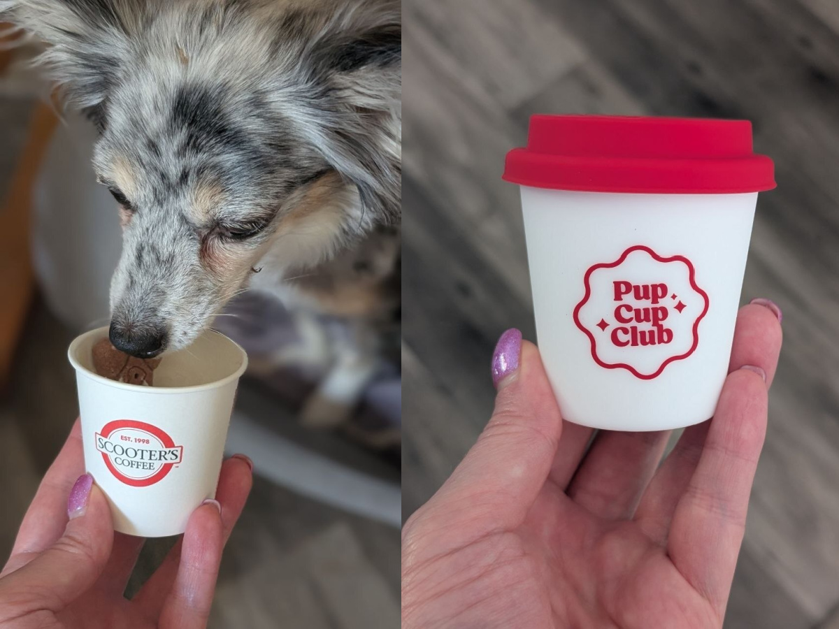 FREE Scooter’s Coffee Pup Cup w/ Purchase (Today Only!)