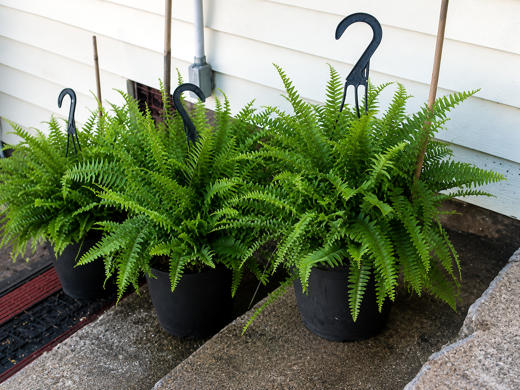 Walmart Boston Ferns Drop to Just $10 Each (Compared to $30 at Lowe’s!)