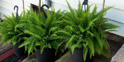 Walmart Boston Ferns Drop to Just $10 Each (Compared to $30 at Lowe’s!)