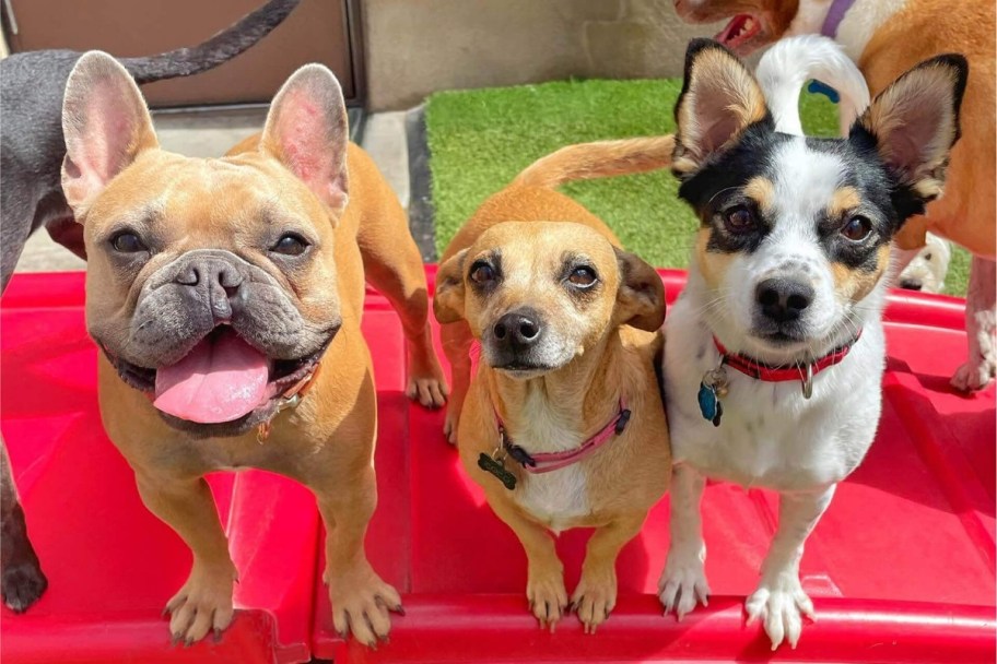 3 doggos at camp bow wow