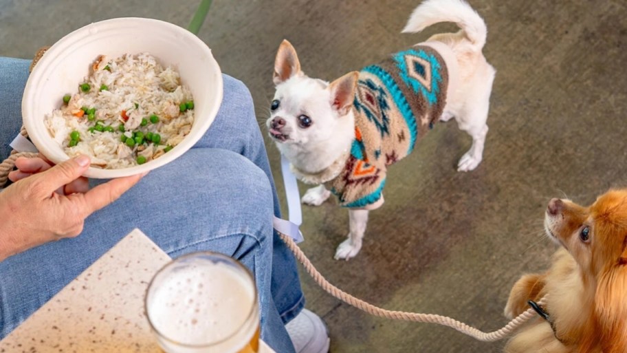 two pups at lazy dog cafe ready for a treart