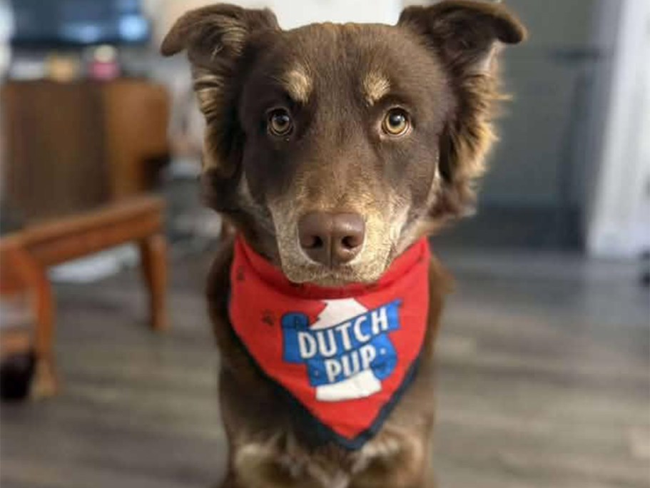 Dog Parents! Get a FREE Dutch Bros Bandana Today + More National Dog Day Freebies