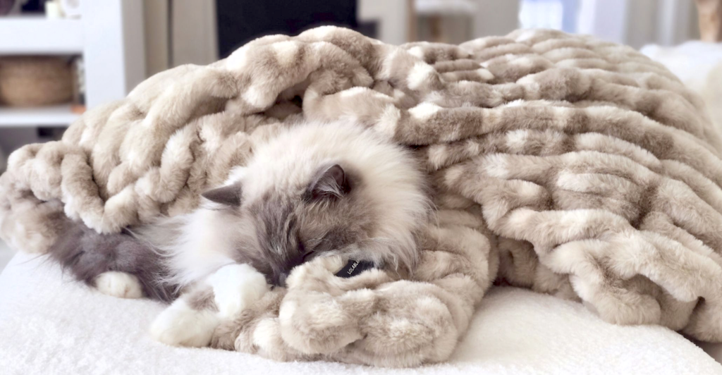 The Softest Blanket EVER is 50% OFF + FREE $50 Gift Card