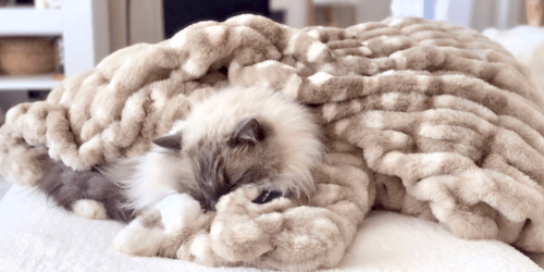 The Softest Blanket EVER is 50% OFF + FREE $50 Gift Card