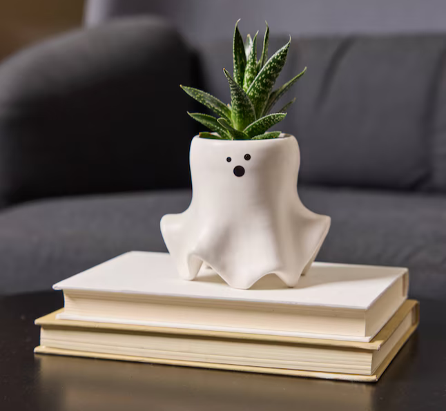LiveTrends Ghastly Assorted Succulent Pots Just $9.98 Each at Lowe’s