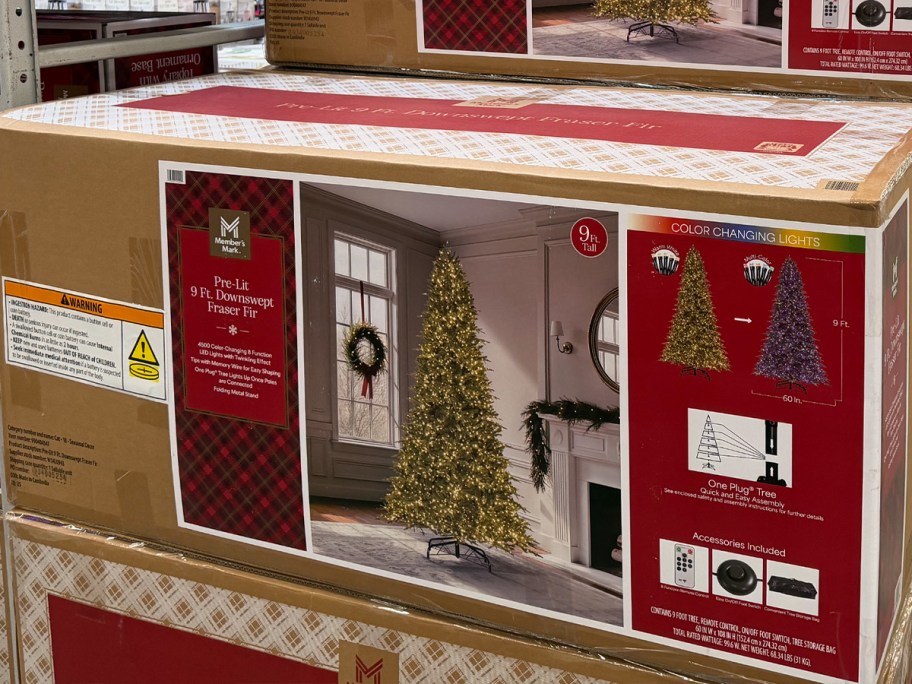 downswept fir christmas tree in box