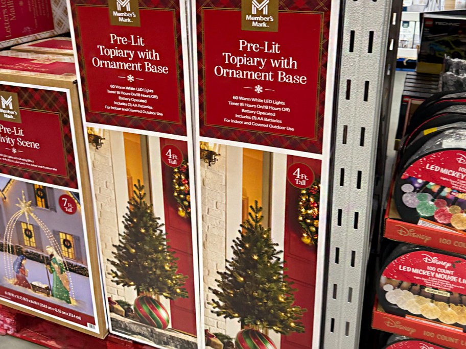 topiary trees in boxes 